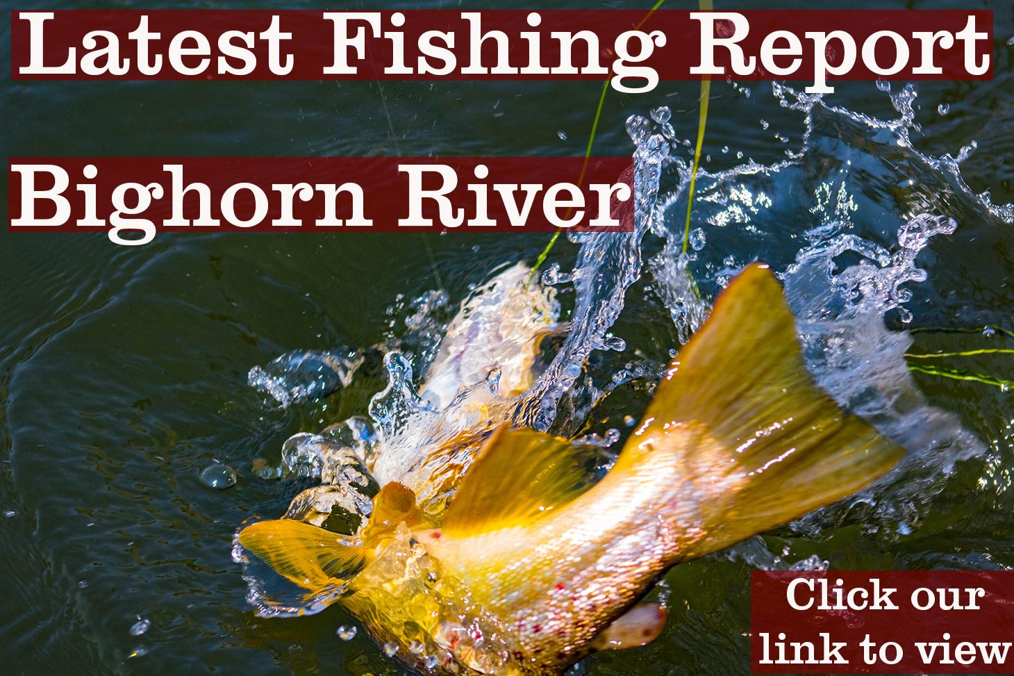 forrester-s-fly-bench-fishing-report-7-8-2019